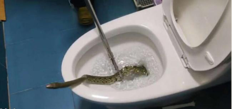 Đi vệ sinh, người phụ nữ kinh hoàng khi thấy con rắn chui ra từ bồn cầu - 4
