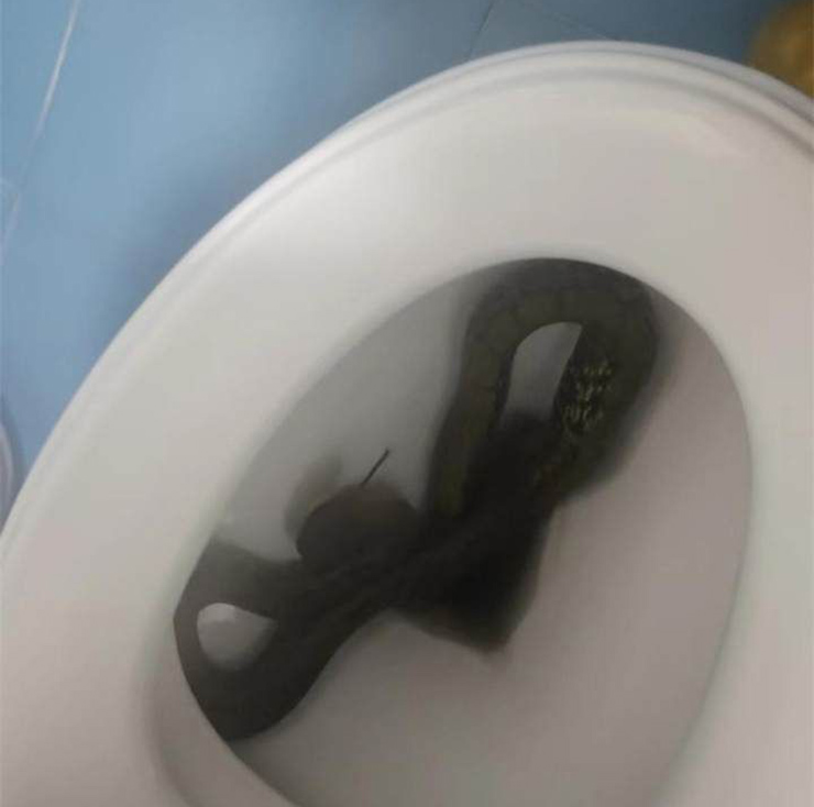 Đi vệ sinh, người phụ nữ kinh hoàng khi thấy con rắn chui ra từ bồn cầu - 1