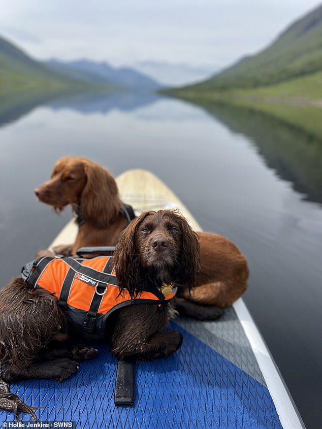 Clip: Hai chú chó đáng yêu theo cô chủ phiêu lưu cắm trại hoang dã - 3