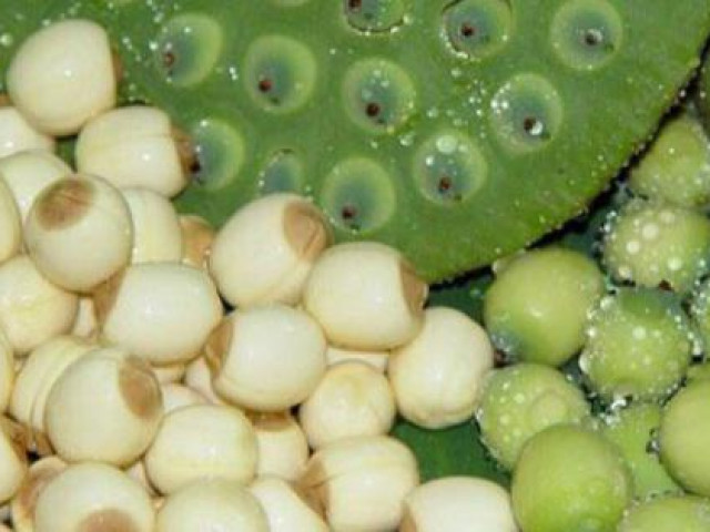 Ẩm thực - Sai lầm đáng sợ khi dùng hạt sen bồi bổ cho trẻ, nhiều người vẫn làm mà không hay biết