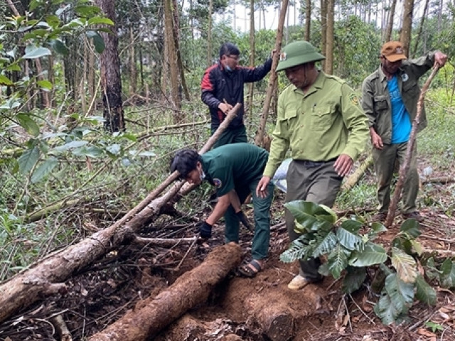 Tin tức trong ngày - Phát hiện gần 10 điểm chôn giấu gỗ dưới lòng đất ở Lâm Đồng