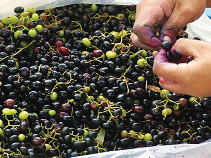 Thị trường - Tiêu dùng - Trước mọc dại ở bờ rào không ai hái, nay hóa "mỏ vàng" dân hái bán thu 300.000 đồng/ngày