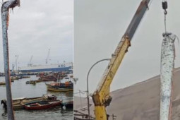 Thế giới - Tận thấy cá 'dự báo động đất' khổng lồ dài gần 5m