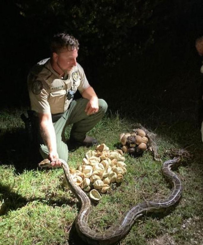 Ông Matthew Rubenstein, Ủy ban Bảo tồn Cá và Động vật Hoang dã Florida, cùng với một con trăn Miến Điện dài 3m. Ảnh: Ủy ban Bảo tồn Cá và Động vật Hoang dã Florida