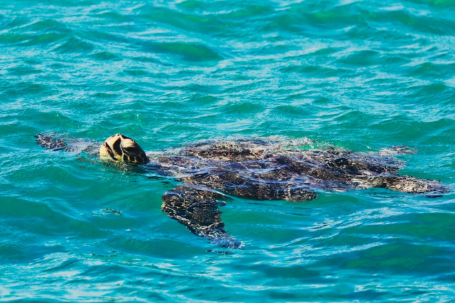 Một chú rùa đang bơi giữa làn nước xanh thẳm