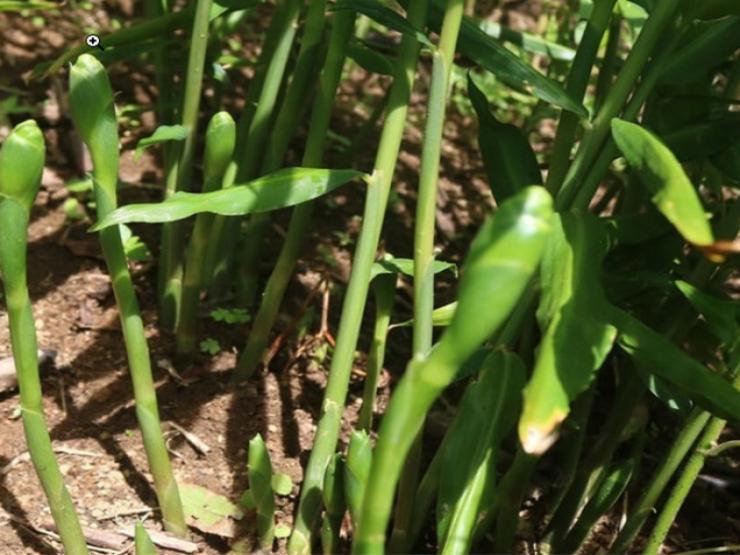 Thị trường - Tiêu dùng - Hoa của loại củ quen thuộc tưởng bỏ đi không ngờ là món ăn lạ, dân bán hốt bạc