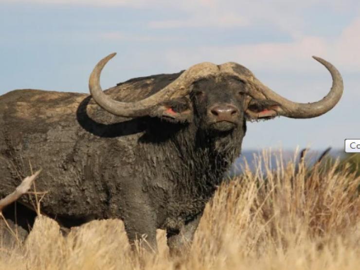 Thị trường - Tiêu dùng - Bỏ tiền tỉ mua 1/4 con trâu: Chuyện lạ ở châu lục nghèo nhất thế giới