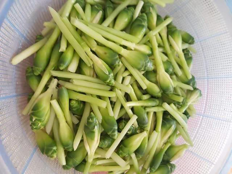 Từ xưa, ở vùng cao, nhất là khu vực Tây Bắc, bà con địa phương thường thu hoạch nụ hoa gừng để làm thức ăn nhưng ở thành phố thì hoa gừng còn xa lạ
