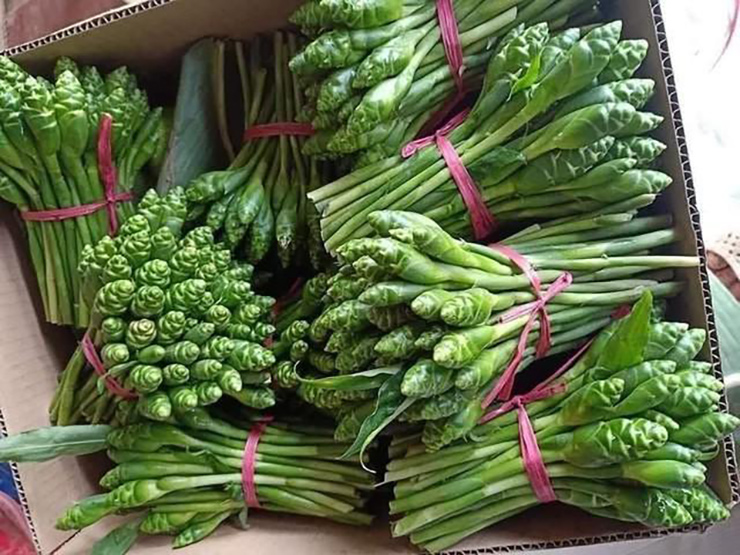 Mỗi khóm hoa gừng có 10-15 bông hoa
