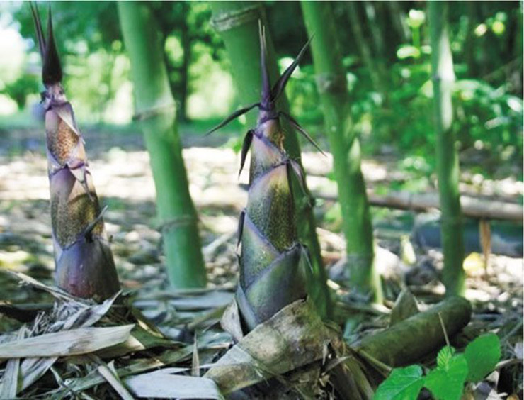 Măng rừng Ngàn Me là một đặc sản của Thái Nguyên.
