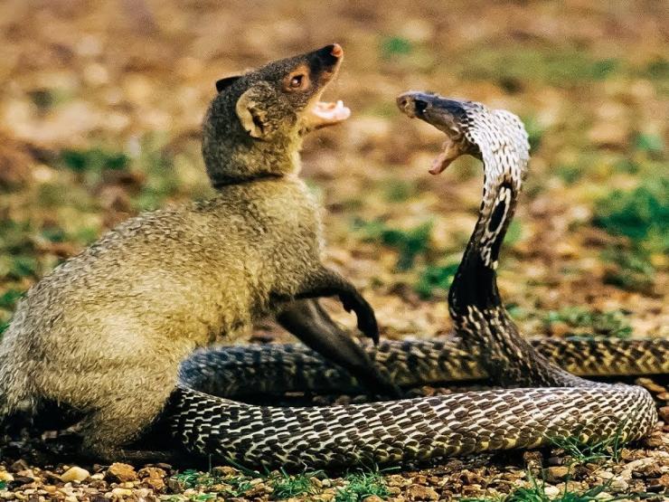 Media - Cầy Mangut tử chiến ác liệt với "mãng xà" kịch độc