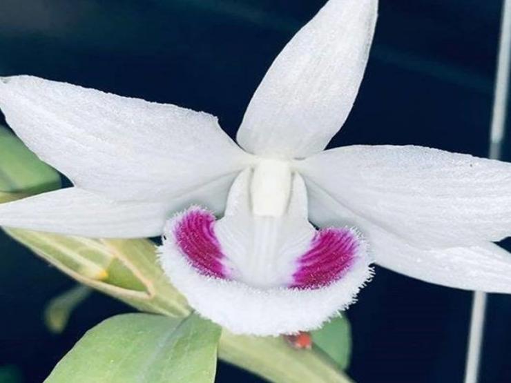 Thị trường - Tiêu dùng - Nóng tuần qua: Hết “hot”, chủ vườn lan đột biến còng lưng trả lãi ngân hàng, thanh lý cả vườn