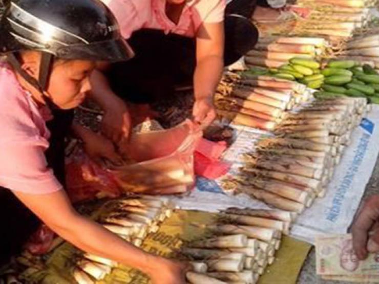 Trước mọc dại đầy bờ bụi, nay thành đặc sản 100.000 đồng/kg dân thành phố đổ xô mua