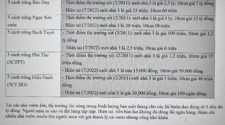 Giá lan đột biến giảm thê thảm