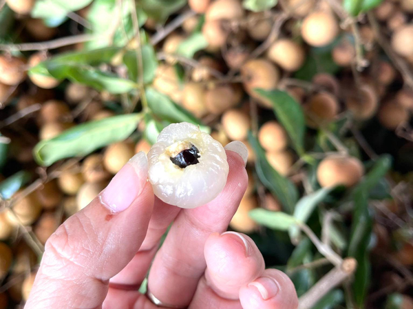 Nhãn tiêu được ưa chuộng