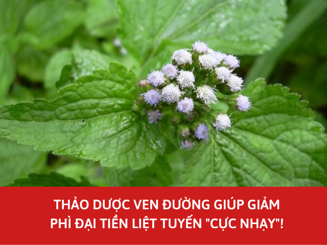 Bị phì đại tiền liệt tuyến đừng mổ vội: Thử thảo dược này sẽ giảm sự phát triển của u xơ, giảm tiểu nhiều, tiểu khó - 1