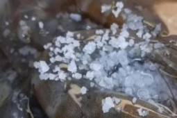 Ẩm thực - Cách mới: Thêm vài hạt nhà nào cũng có, tôm tươi trữ đông cả tháng vẫn ngọt tươi, chắc thịt