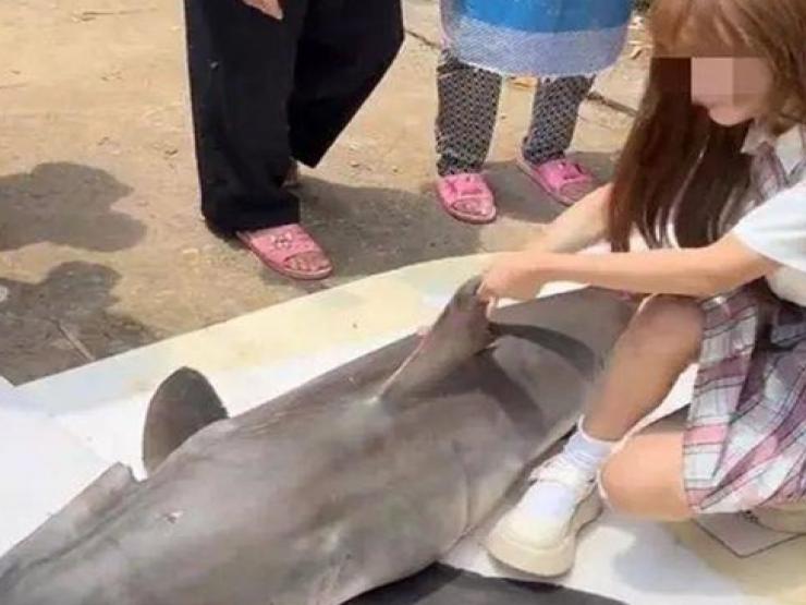 Thị trường - Tiêu dùng - Mua con có "nguy cơ tuyệt chủng" về quay clip, cô gái bị fan soi "sự thật động trời"