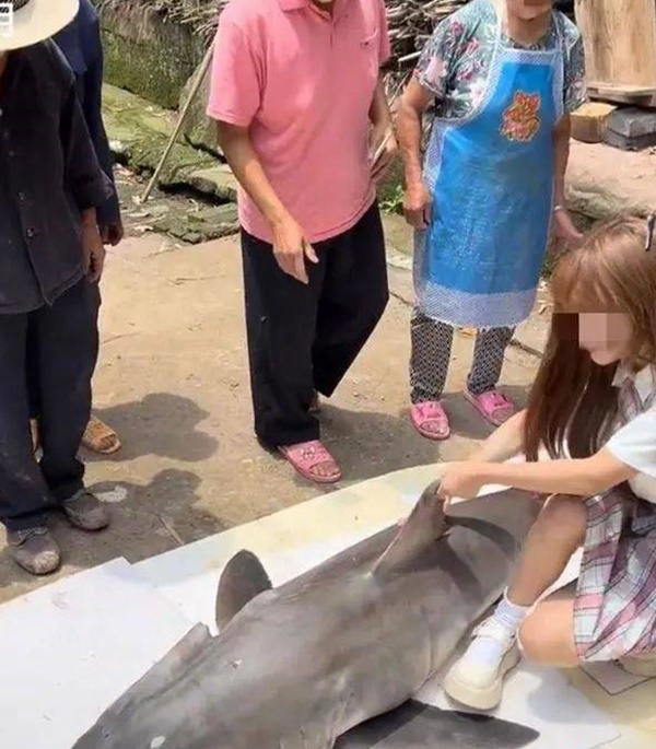 Con cá mập được cô gái mang về quê để luộc và nướng.