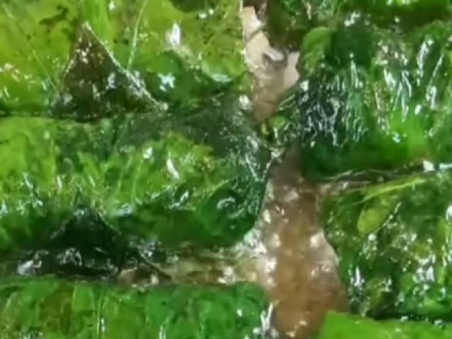 Ẩm thực - Chả lá lốt ướp, gói và rán theo cách sau đảm bảo rất ngon, đều tăm tắp, rán xong xanh bóng không bị đen