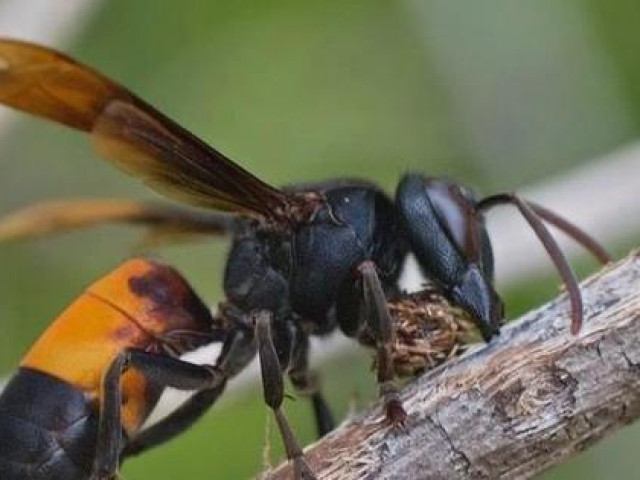 Tin tức trong ngày - Người đàn ông vào rừng bị đàn ong vò vẽ đốt tử vong