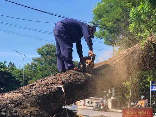 Tin tức trong ngày - ‘Cụ' cây long não 100 tuổi trước gác Trịnh tại Huế bị cưa hạ