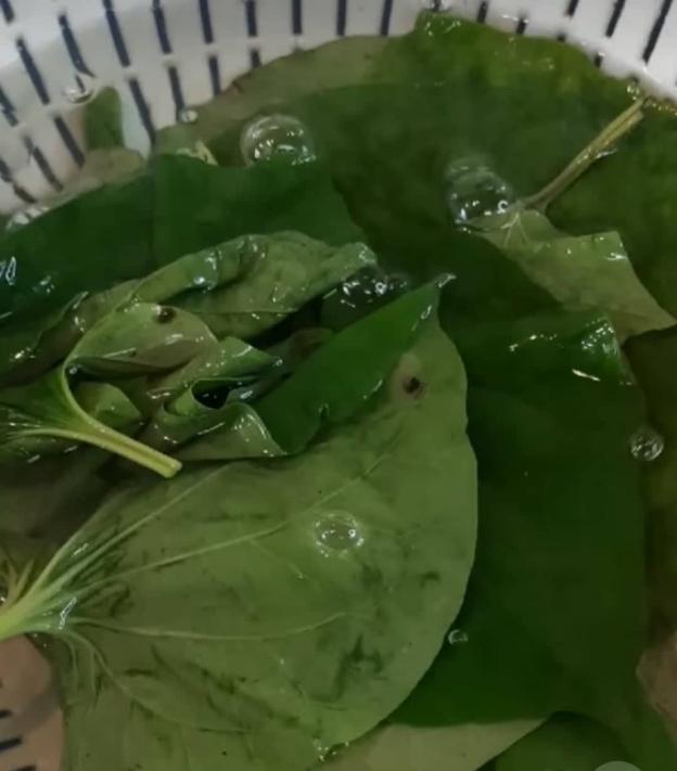 Sau đó cho ngay lá lốt đã trụng qua nước sôi vào một bát nước đá lạnh. Tráng nước lạnh xong bạn cho ra rổ để ráo để chuẩn bị gói chả.