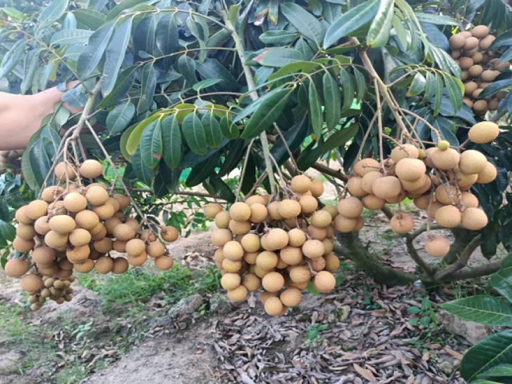 Thị trường - Tiêu dùng - Nhãn chín sớm ở Hưng Yên, khách đặt xếp hàng chờ tới lượt, chủ vườn ung dung thu tiền