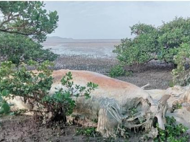 Phát hiện xác cá voi cả chục tấn ở biển Vân Đồn