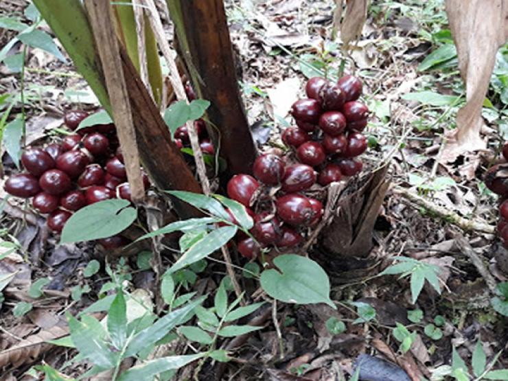 Thị trường - Tiêu dùng - Thứ cây "lạ" ra chùm quả đỏ dưới gốc, dân trồng đổi đời, bán 300.000 đồng/kg