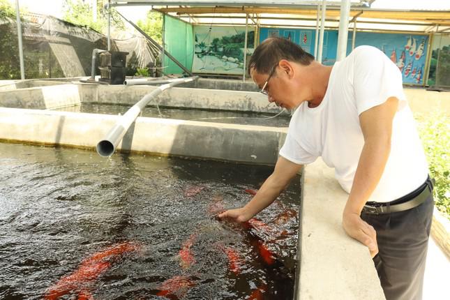 Ông Trung bên mô hình cá Koi mỗi năm cho thu nhập hàng trăm triệu đồng.