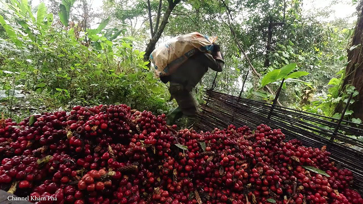 Mùa thảo quả vào cuối năm, từng chùm chín đỏ ở gốc trông rất thích mắt
