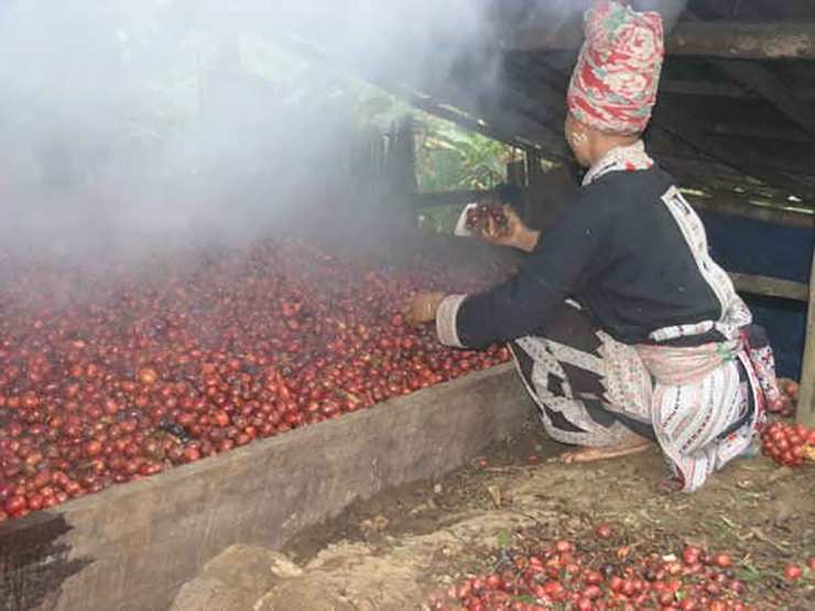 Với giá bán khoảng 140.000 đồng/kg, mỗi năm gia đình anh thu về 400 triệu đồng
