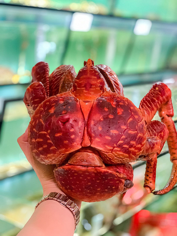 Ngoài ra, trong thịt cua có chứa nhiều chất dinh dưỡng tốt cho cơ thể nên được người sành ăn &#34;săn lùng&#34;
