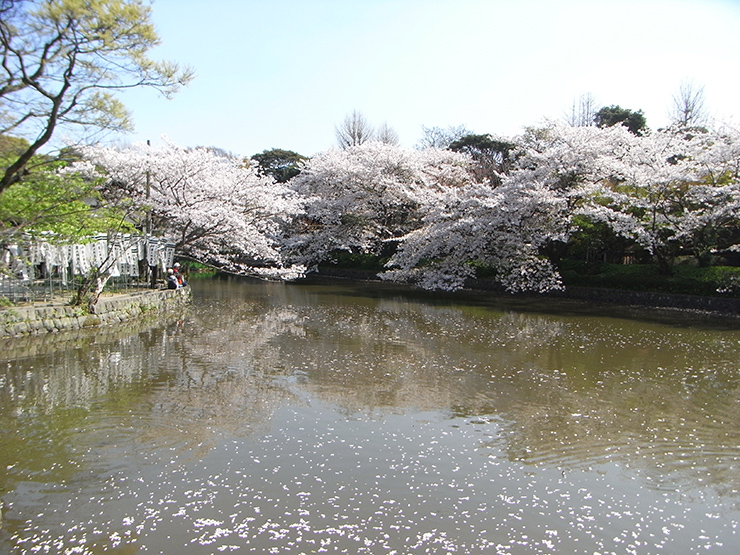 Nhật Bản: Những đám mây màu hồng nhạt tạo nên bởi biển hoa anh đào chính là một trong những biểu tượng đặc trưng của cảnh sắc Nhật Bản. 
