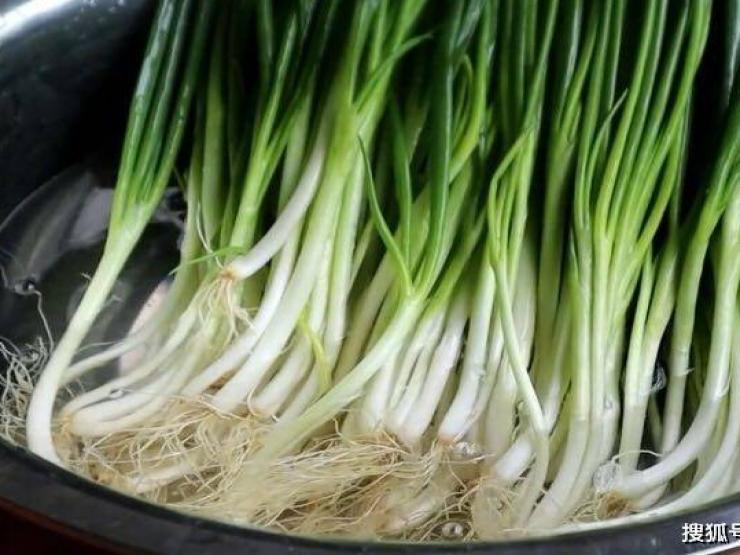 Ẩm thực - Hành lá khó bảo quản, lá úa vàng? Áp dụng 2 mẹo này, để cả tháng vẫn tươi