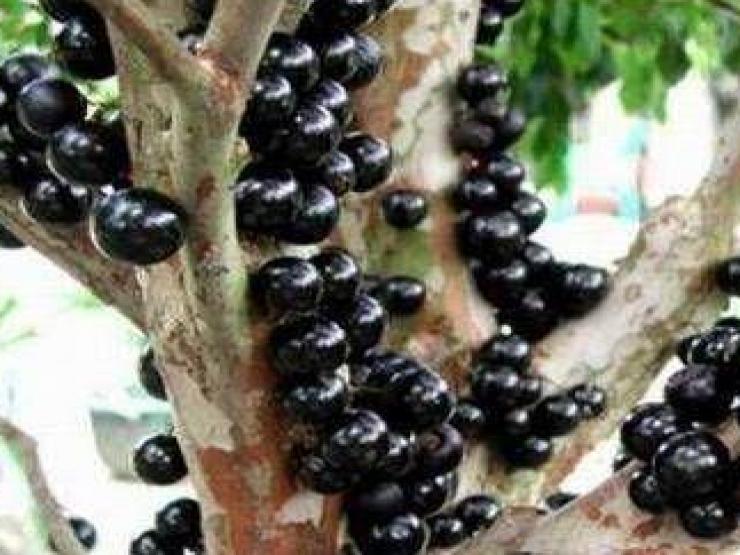 Ẩm thực - Loại nho "quý tộc" có giá trên trời, nhiều người nghe xong choáng váng