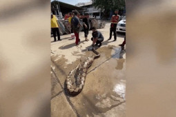 Thế giới - Thái Lan: Bắt trăn khổng lồ dài gần 7 mét với phần bụng phình to xem có gì bên trong