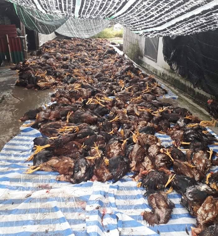 Hơn 6.000 con gà bị chết ở một trang trại tại Hải Dương.