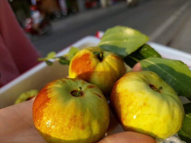 Hồng táo dẹt hay còn gọi là táo bí ngô xuất hiện trên thị trường những ngày gần đây.