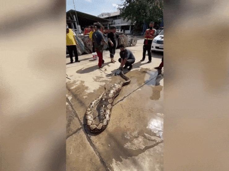 Thế giới - Thái Lan: Bắt trăn khổng lồ dài gần 7 mét với phần bụng phình to xem có gì bên trong