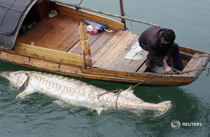 Một con cá tầm lớn chết trên sông Dương Tử năm 2007. Ảnh: Reuters