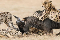 Media - Một mình linh dương đầu bò "cân" 2 báo đốm, giải cứu con non