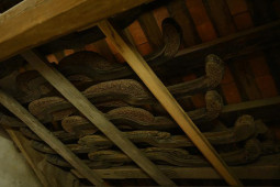 Tin tức trong ngày - Khám phá ngôi nhà trăm năm tuổi có cổ vật hiếm thấy, camera giám sát bảo vệ 24/24