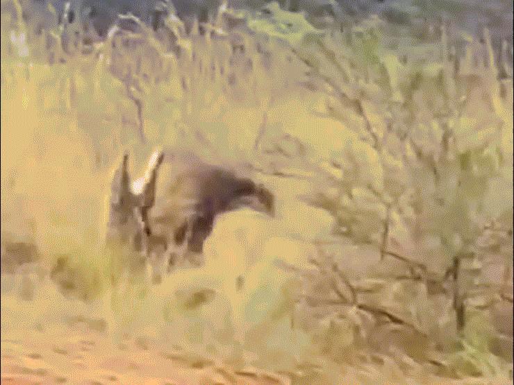 Media - Bị đàn sư tử truy sát, cá sấu phản đòn khiến kẻ săn mồi bất lực