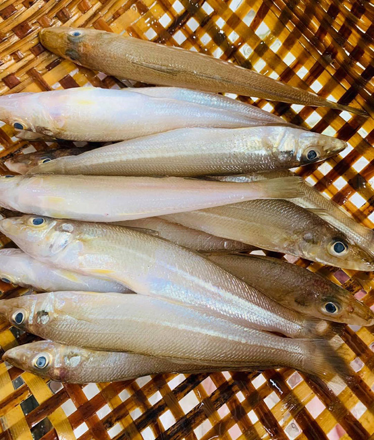 &nbsp;Cá đục tươi bán tại thuyền giá khoảng 70.000 đồng/kg, hàng có bao nhiêu thương lái thu mua bấy nhiêu để bán đi các tỉnh thành
