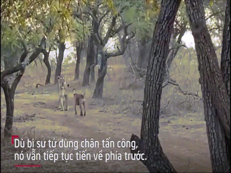 Video: Màn đối đầu kịch tính giữa chó hoang và sư tử