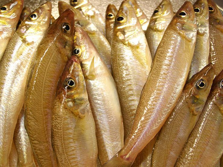 Loài cá ở Việt Nam có tên nghe dị, trước rẻ bèo, nay là ”mỏ vàng” bán 200.000/kg