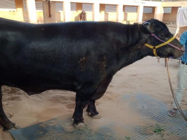 Thị trường - Tiêu dùng - Anh nông dân sở hữu con trâu "khủng", khách trả hàng chục tỷ vẫn lắc đầu