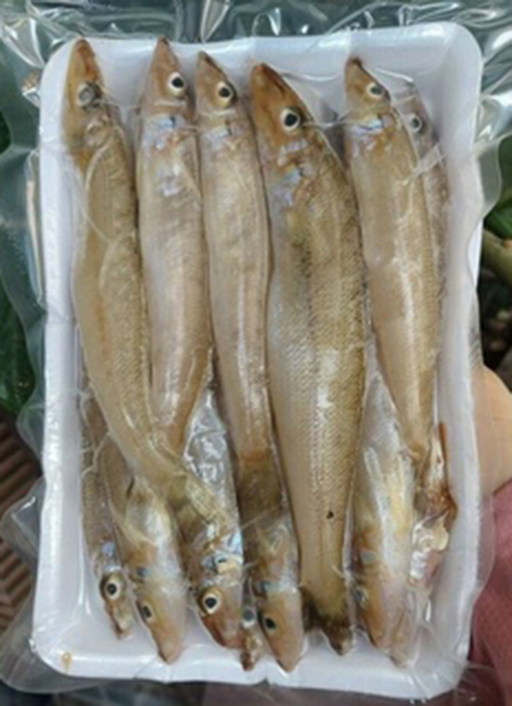 Trước đây, cá đục nhiều vô kể, đánh lưới hoặc mang câu chùm ra biển một tiếng là bắt được cả chục cân cá đục
